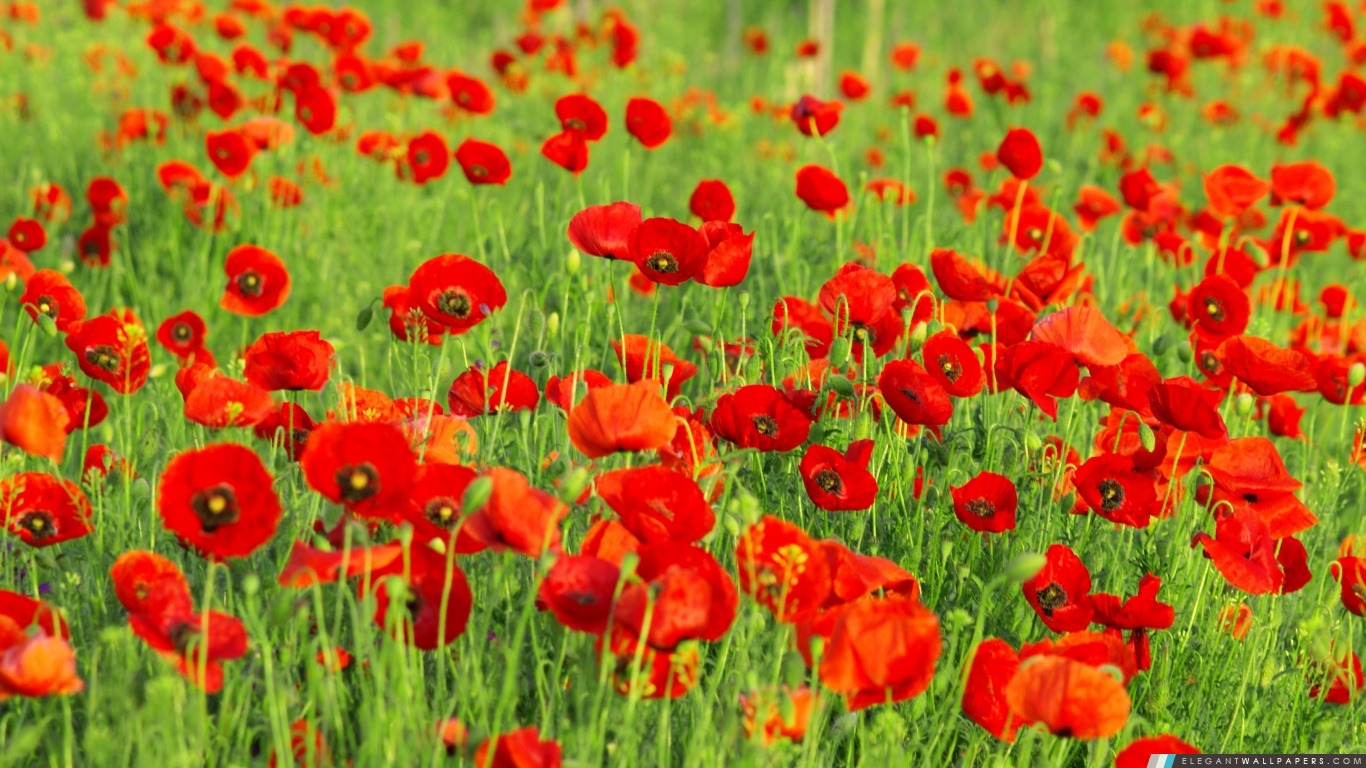Flores